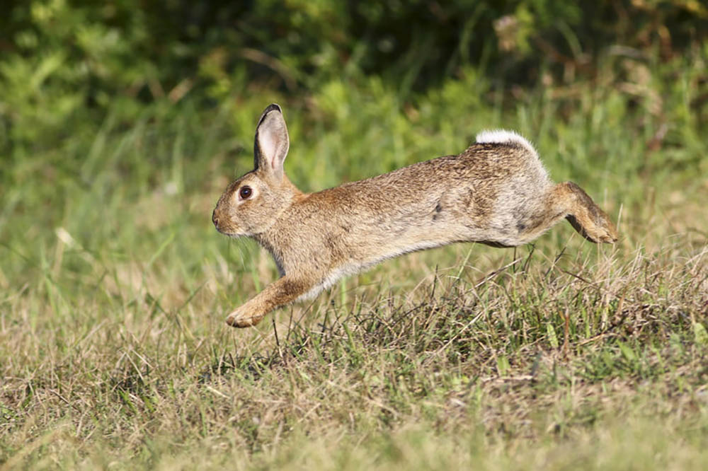 Wild cute rabbit is jumping on meadow Wall Mural Wallpaper - Canvas Art Rocks - 1