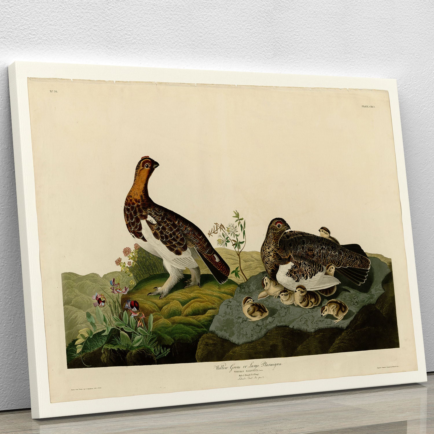 Willow Grouse by Audubon Canvas Print or Poster - Canvas Art Rocks - 1