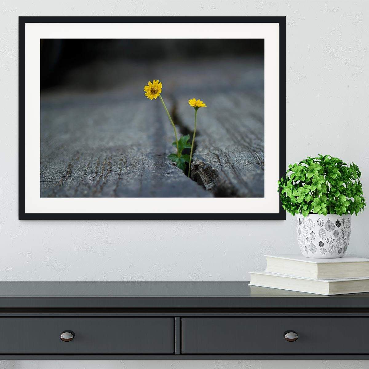 Yellow flower growing in street Framed Print - Canvas Art Rocks - 1