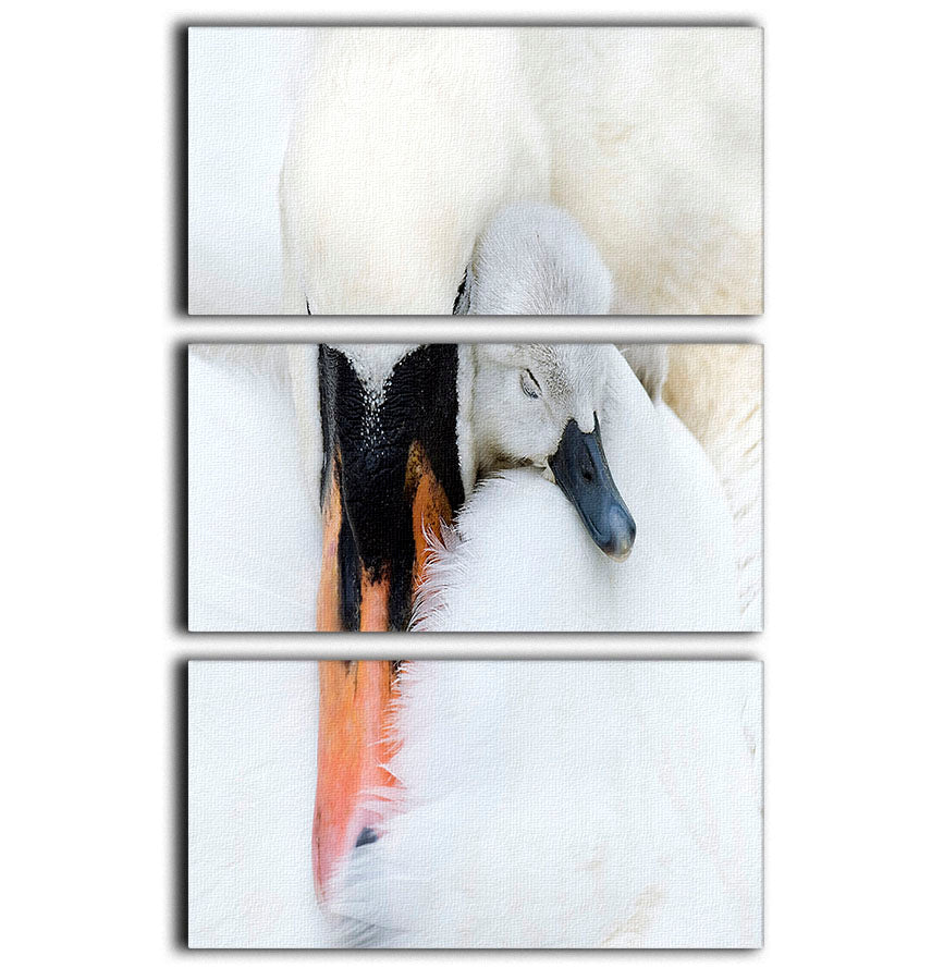 A Mother Swan 3 Split Panel Canvas Print - 1x - 1