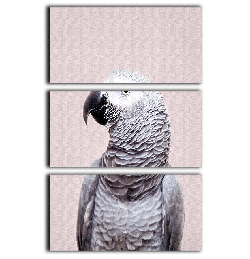 African Grey 3 Split Panel Canvas Print - 1x - 1