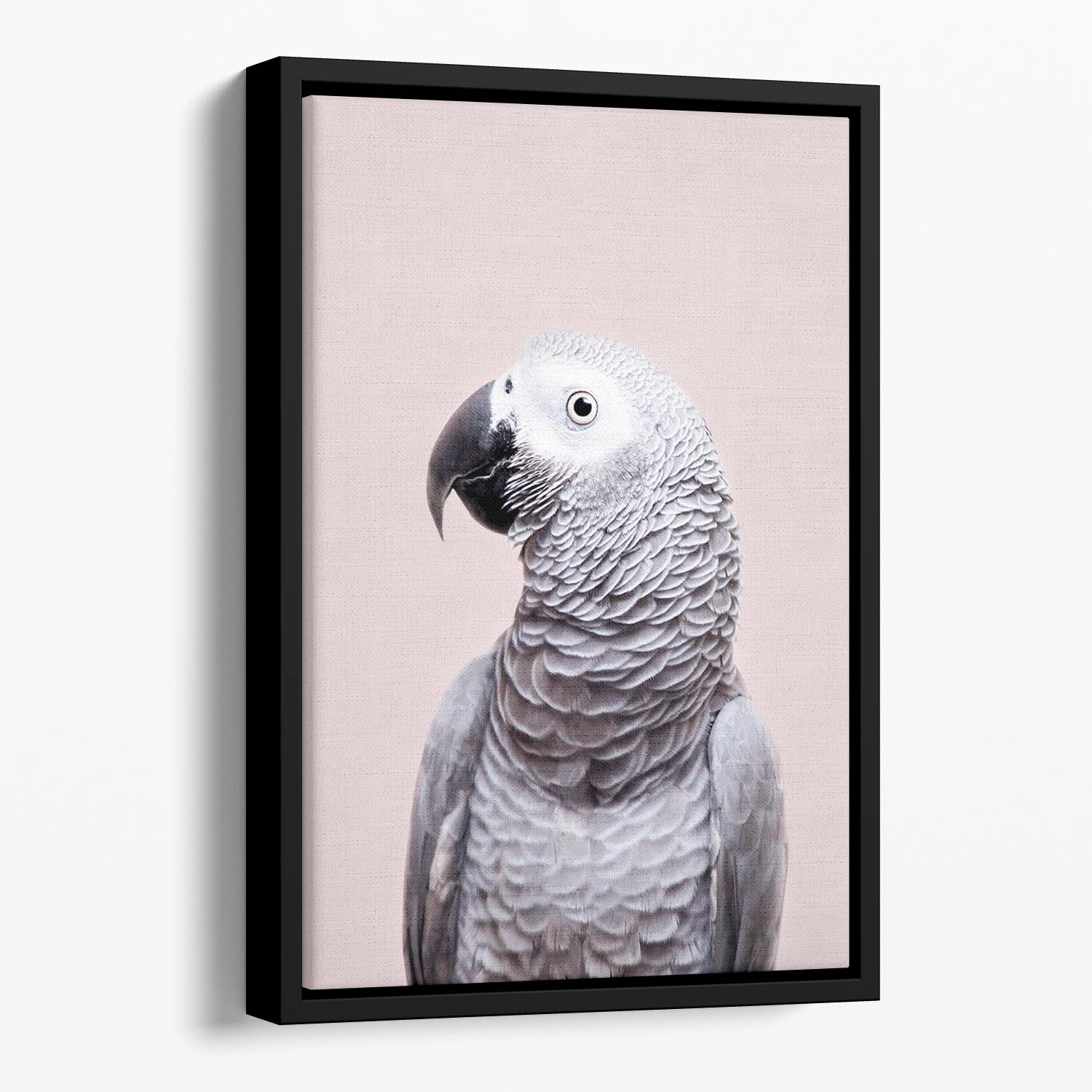 African Grey Floating Framed Canvas - 1x - 1