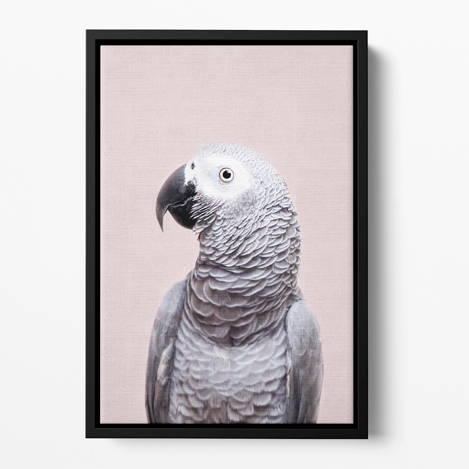 African Grey Floating Framed Canvas - 1x - 2