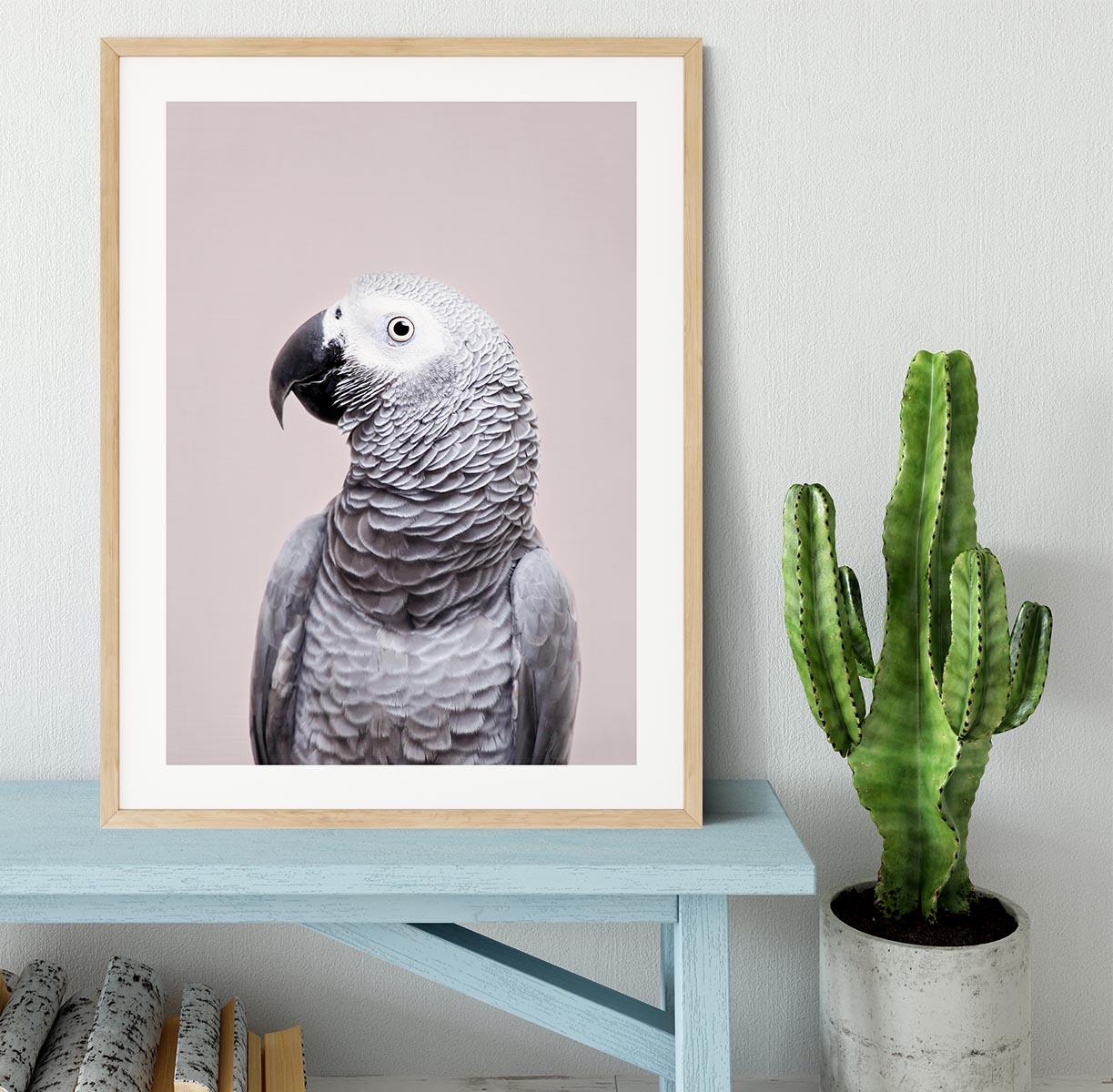 African Grey Framed Print - 1x - 3