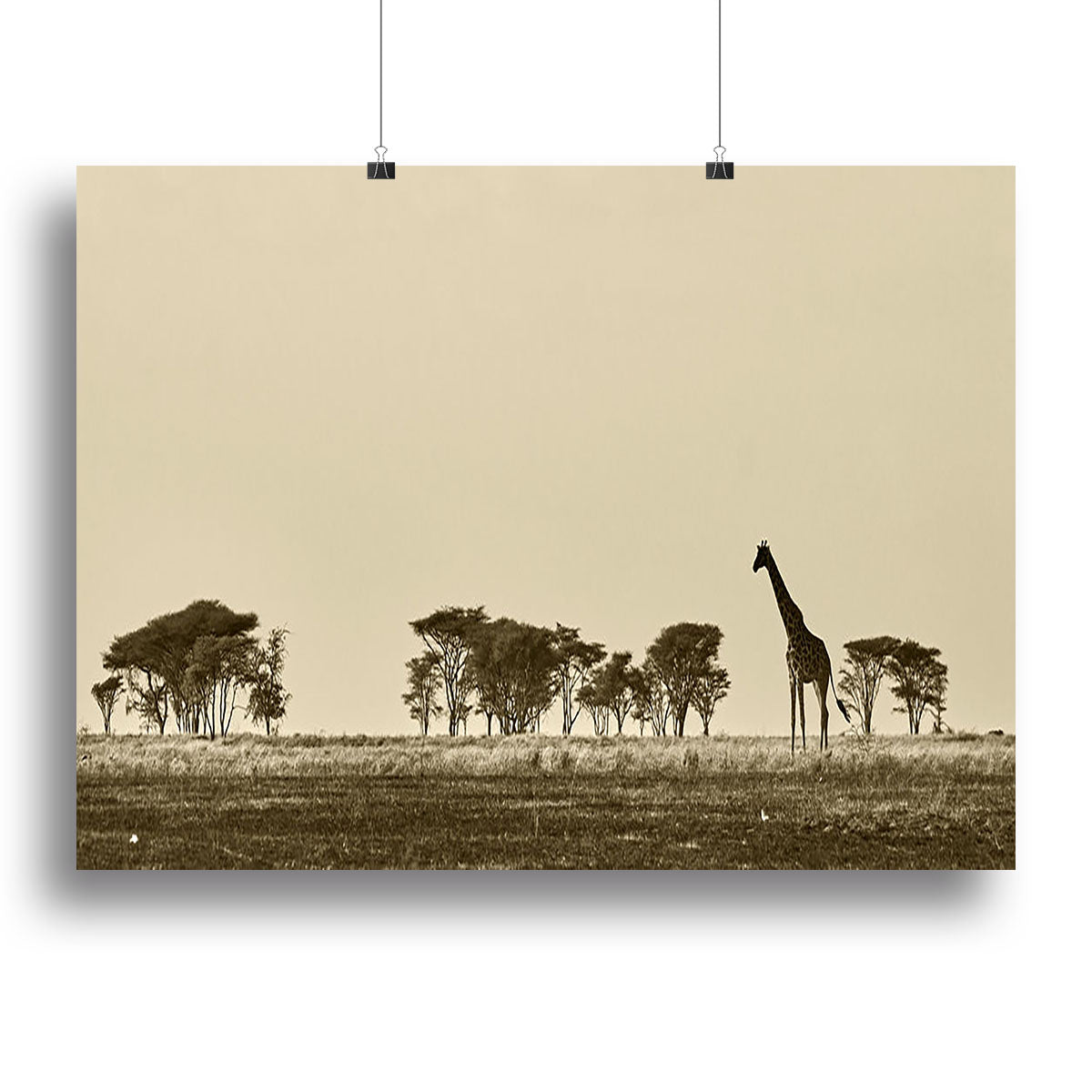African landscape with giraffe in black and white Poster - Unframed