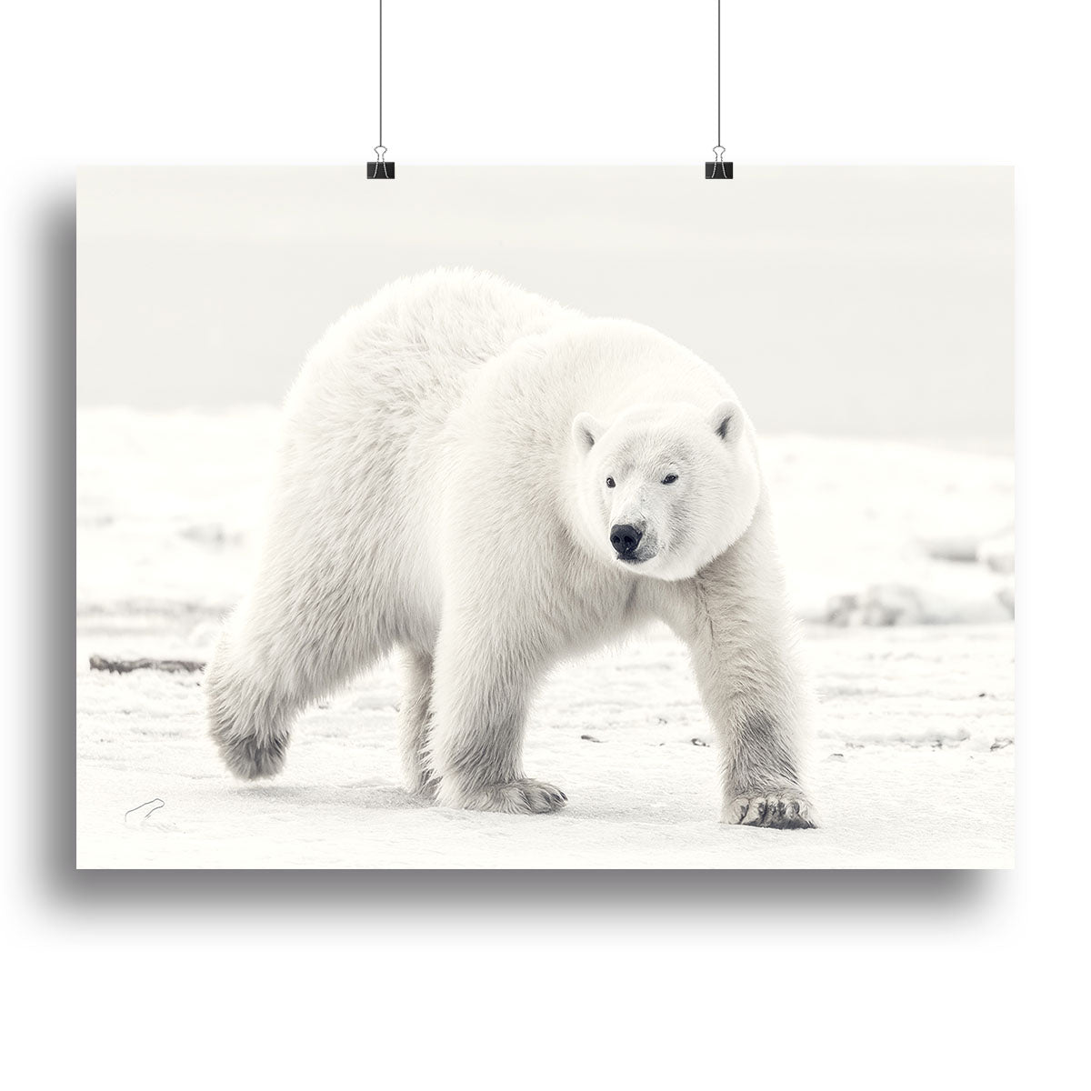 Alaskan king Canvas Print or Poster - 1x - 2