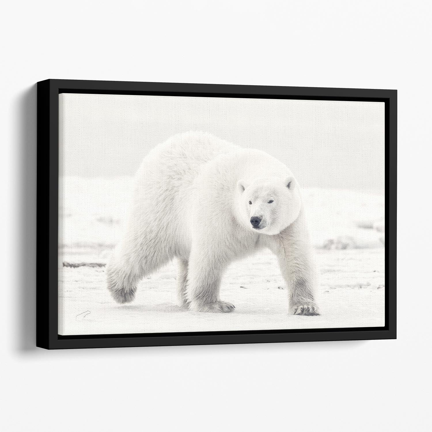 Alaskan king Floating Framed Canvas - 1x - 1