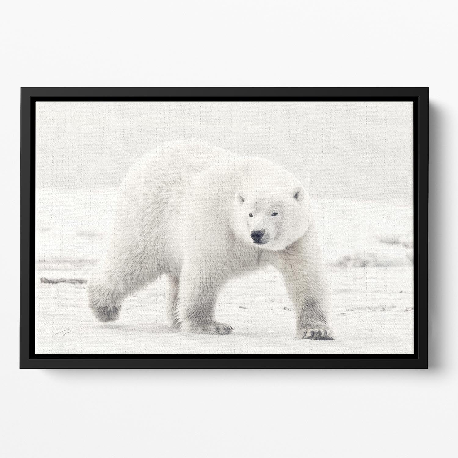 Alaskan king Floating Framed Canvas - 1x - 2