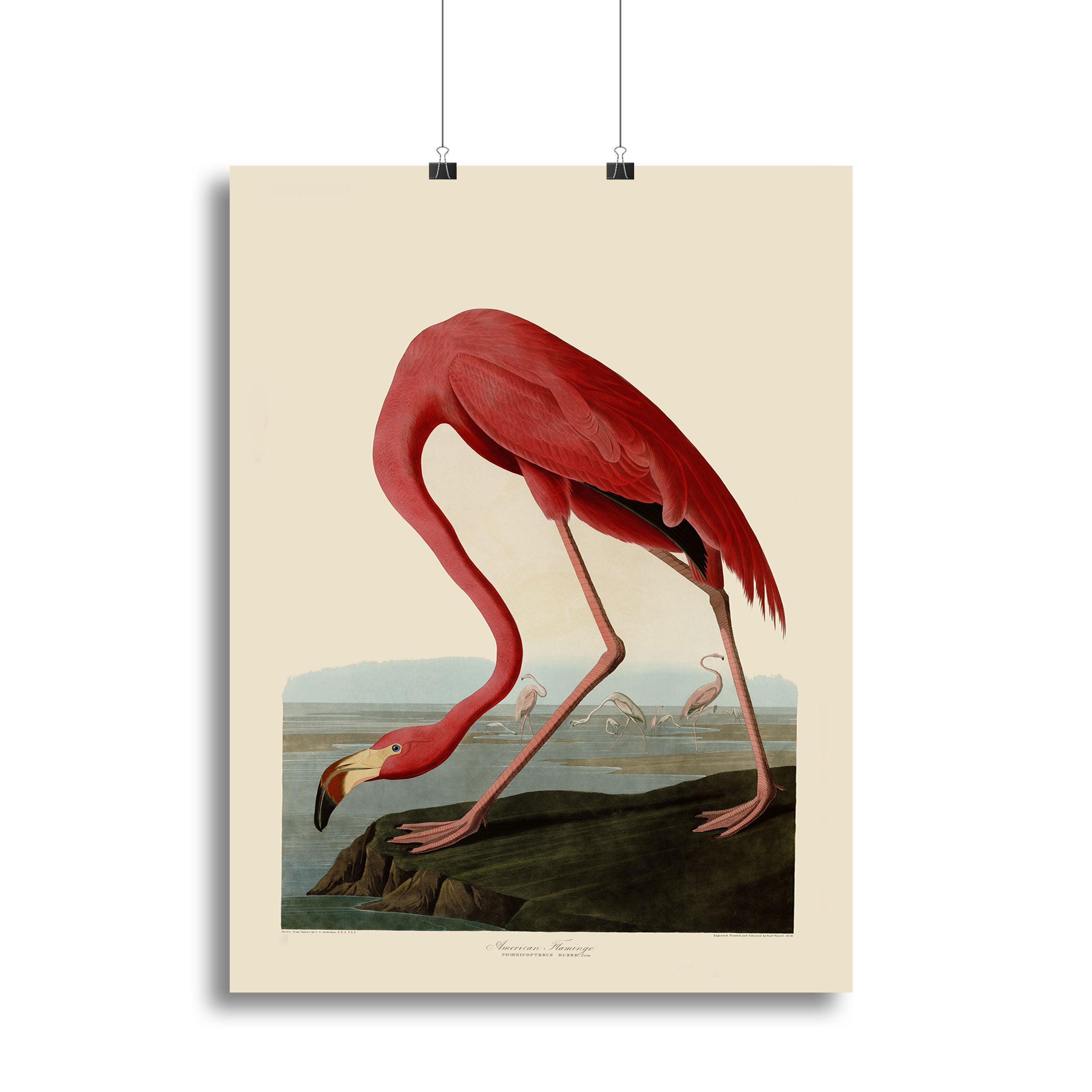 American Flamingo by Audubon Poster - Unframed