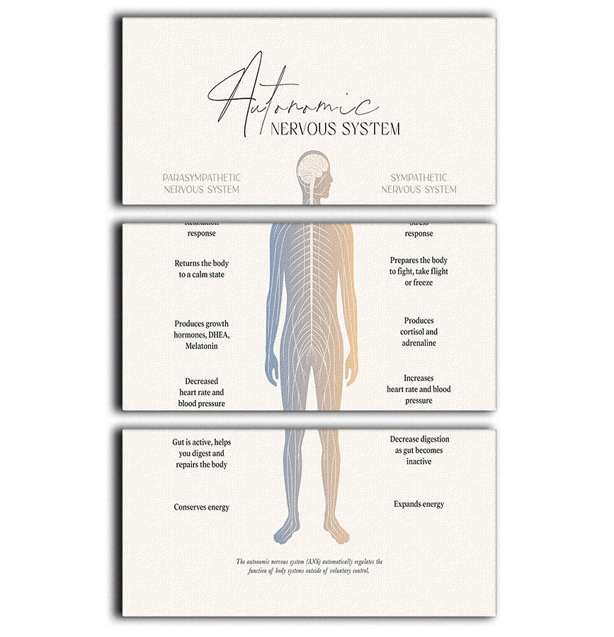 Autonomic Nervous System 3 Split Panel Canvas Print - Canvas Art Rocks - 1