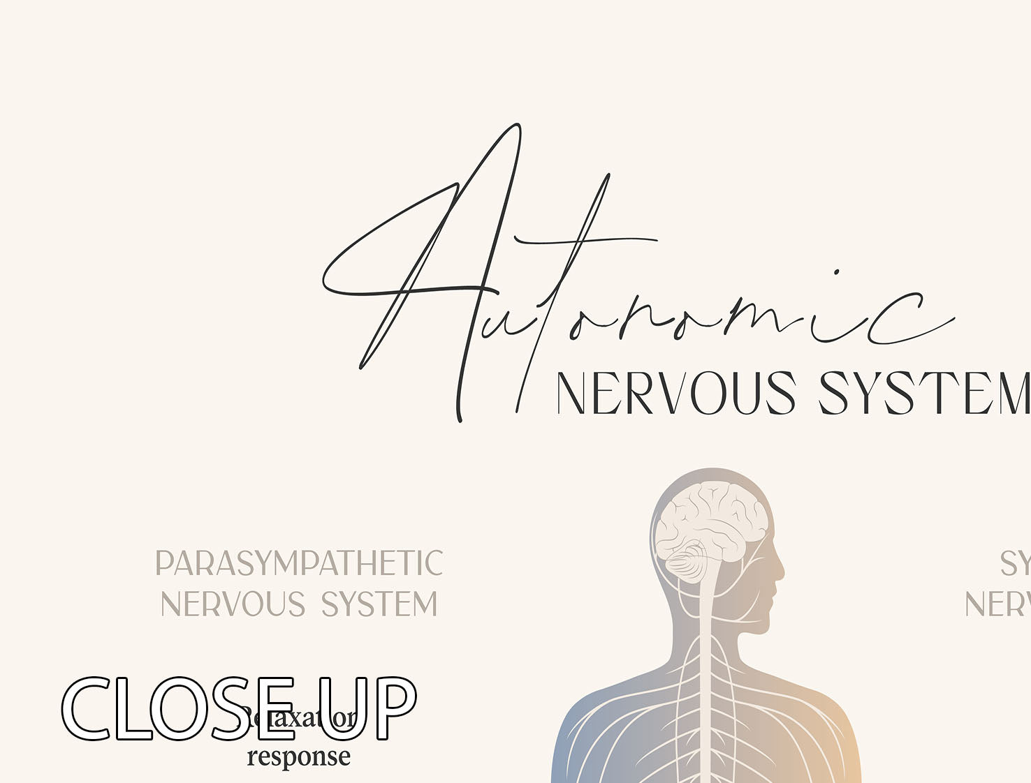 Autonomic Nervous System 3 Split Panel Canvas Print - Canvas Art Rocks - 3