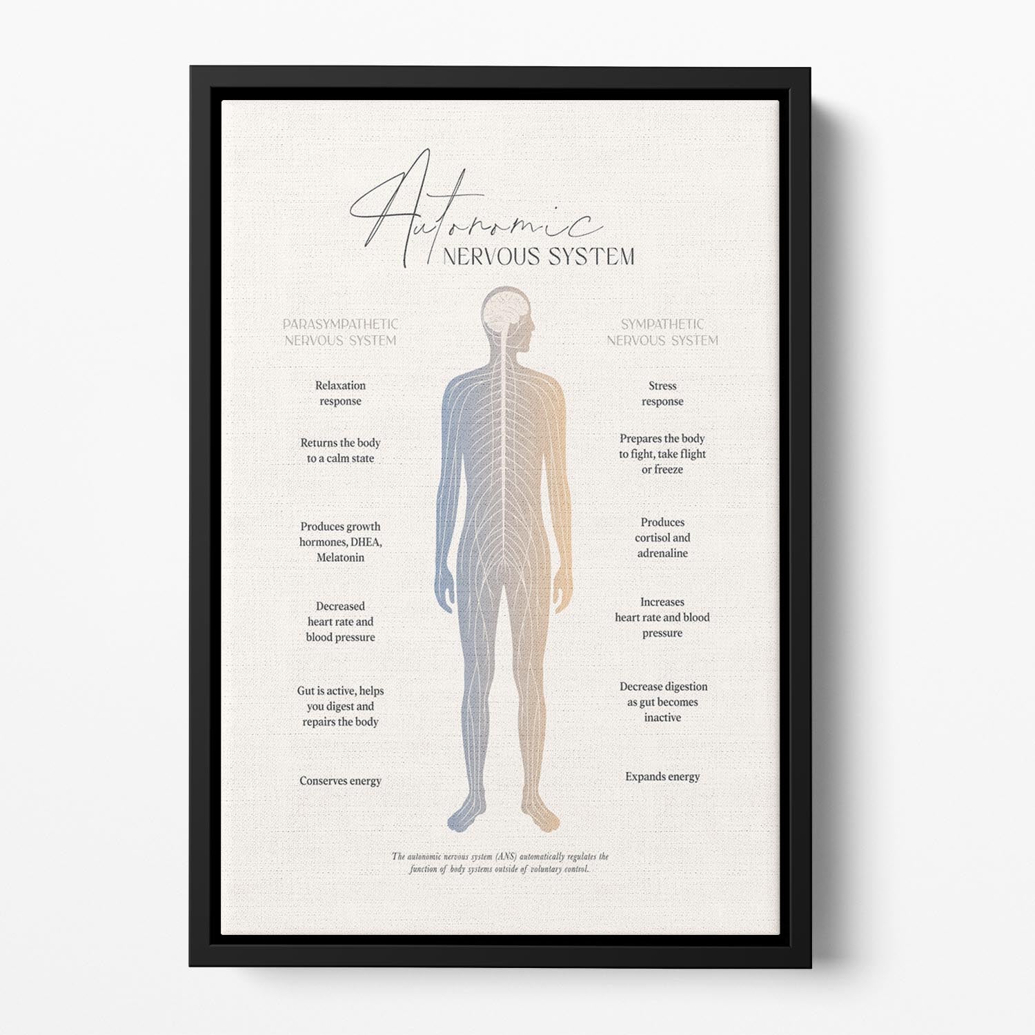 Autonomic Nervous System Floating Framed Canvas - Canvas Art Rocks - 2