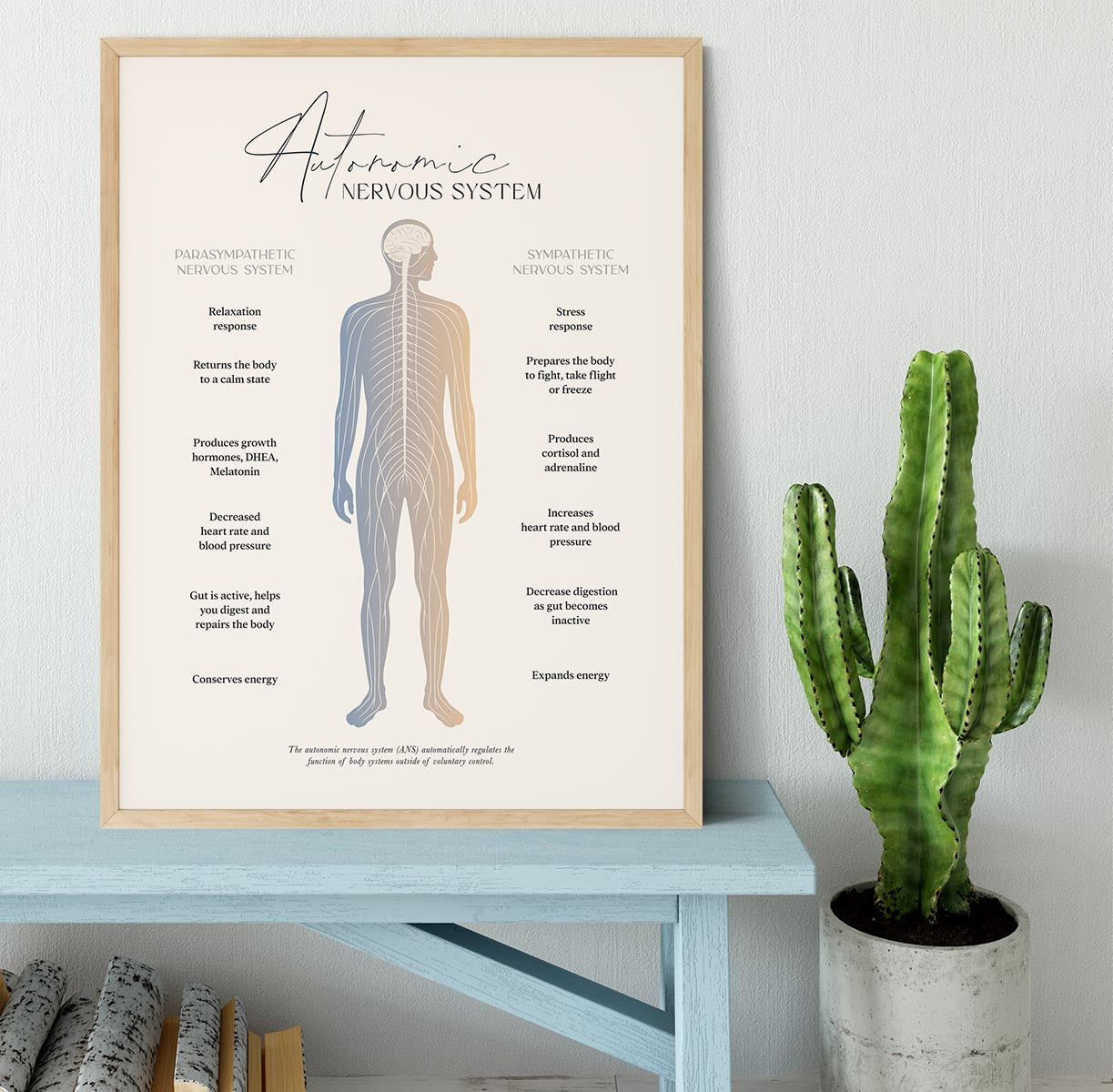 Autonomic Nervous System Framed Print - Canvas Art Rocks - 4