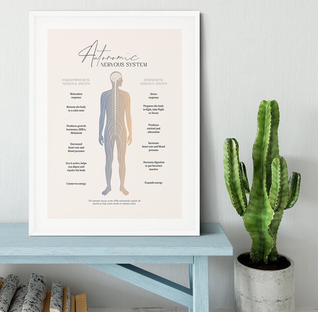 Autonomic Nervous System Framed Print - Canvas Art Rocks - 5