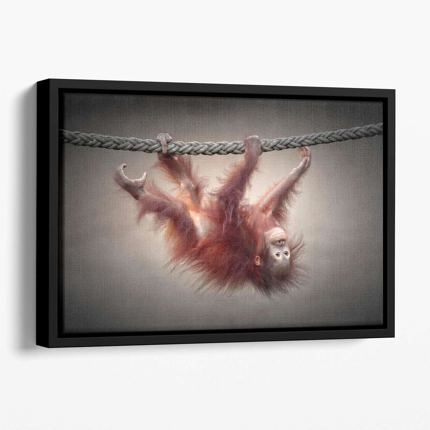 Baby Monkey Floating Framed Canvas - 1x - 1