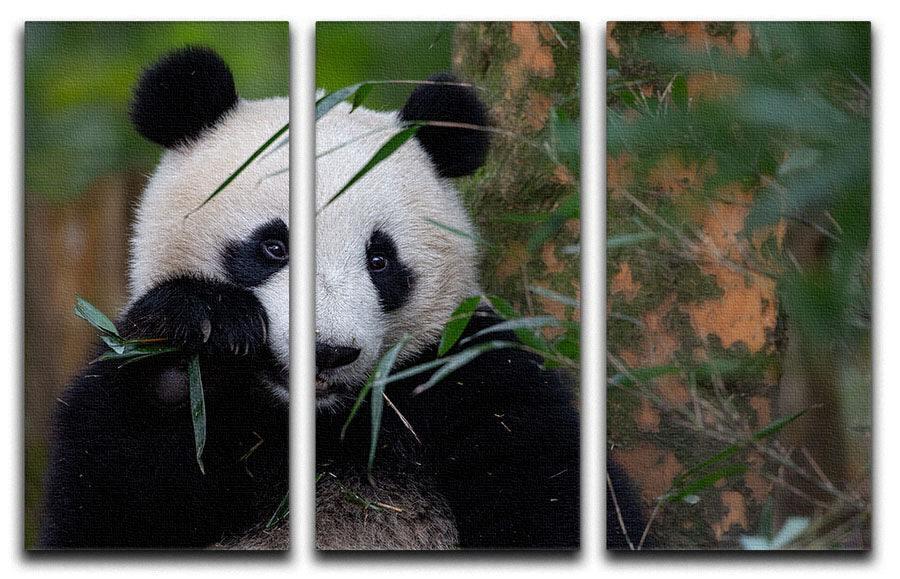 Bamboo Time 3 Split Panel Canvas Print - 1x - 1