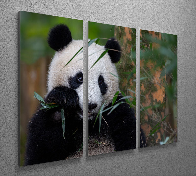 Bamboo Time 3 Split Panel Canvas Print - 1x - 2