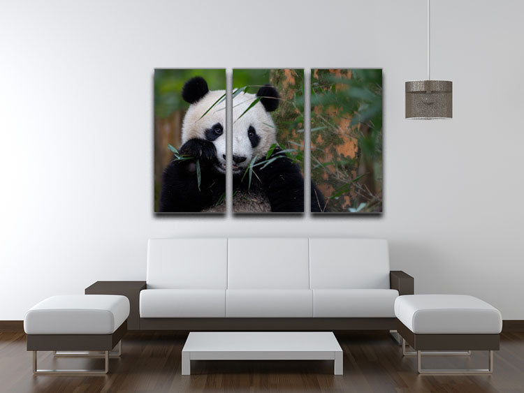 Bamboo Time 3 Split Panel Canvas Print - 1x - 3