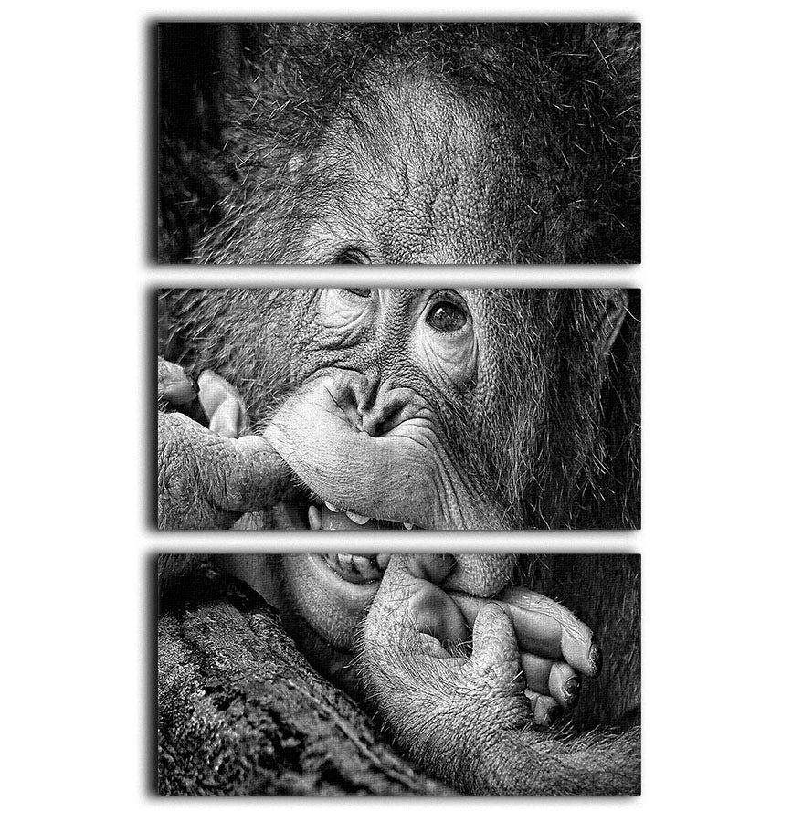 Big Smile Please 3 Split Panel Canvas Print - 1x - 1