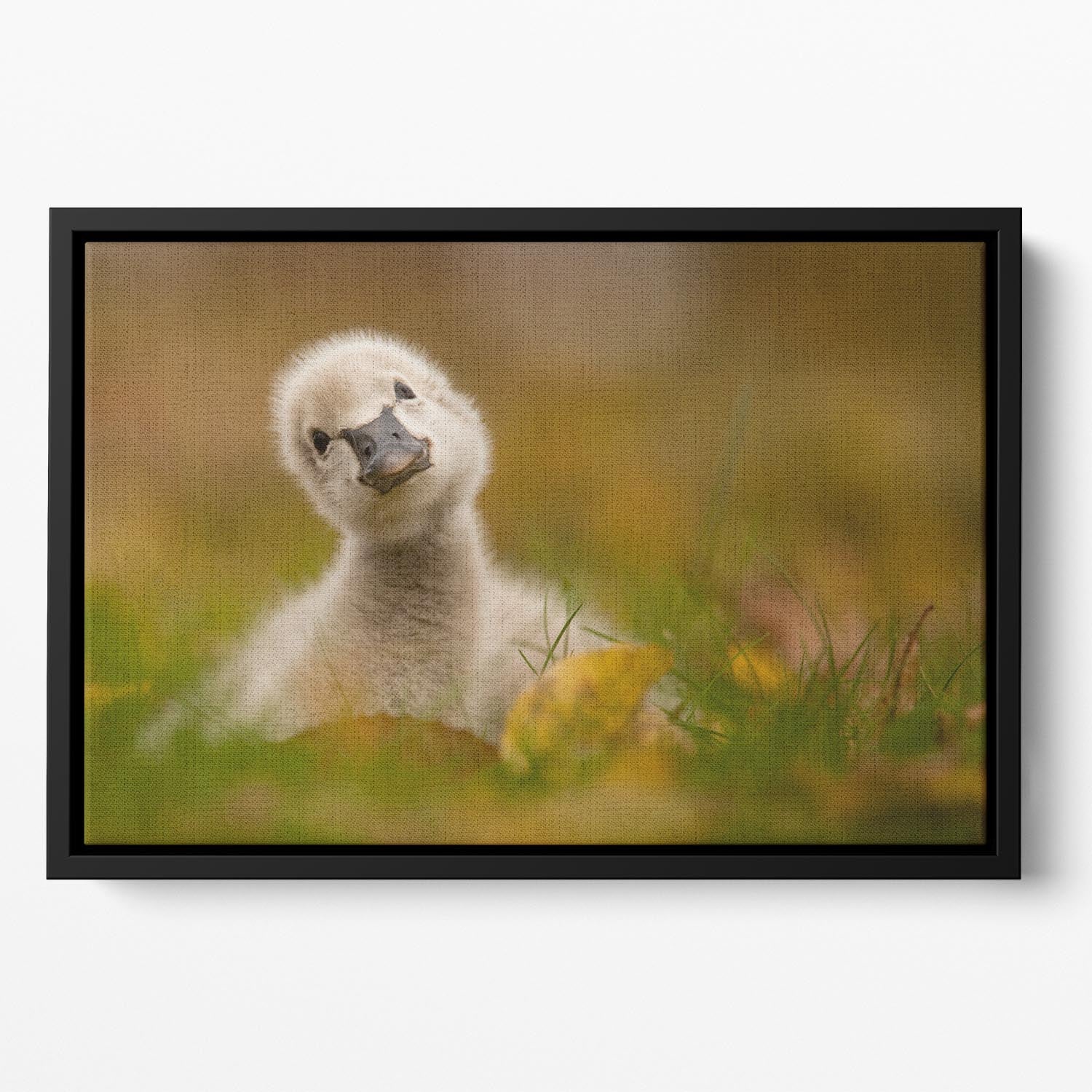 Black Swan Baby Floating Framed Canvas - 1x - 2