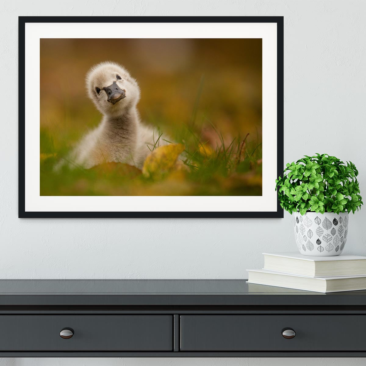 Black Swan Baby Framed Print - 1x - 1