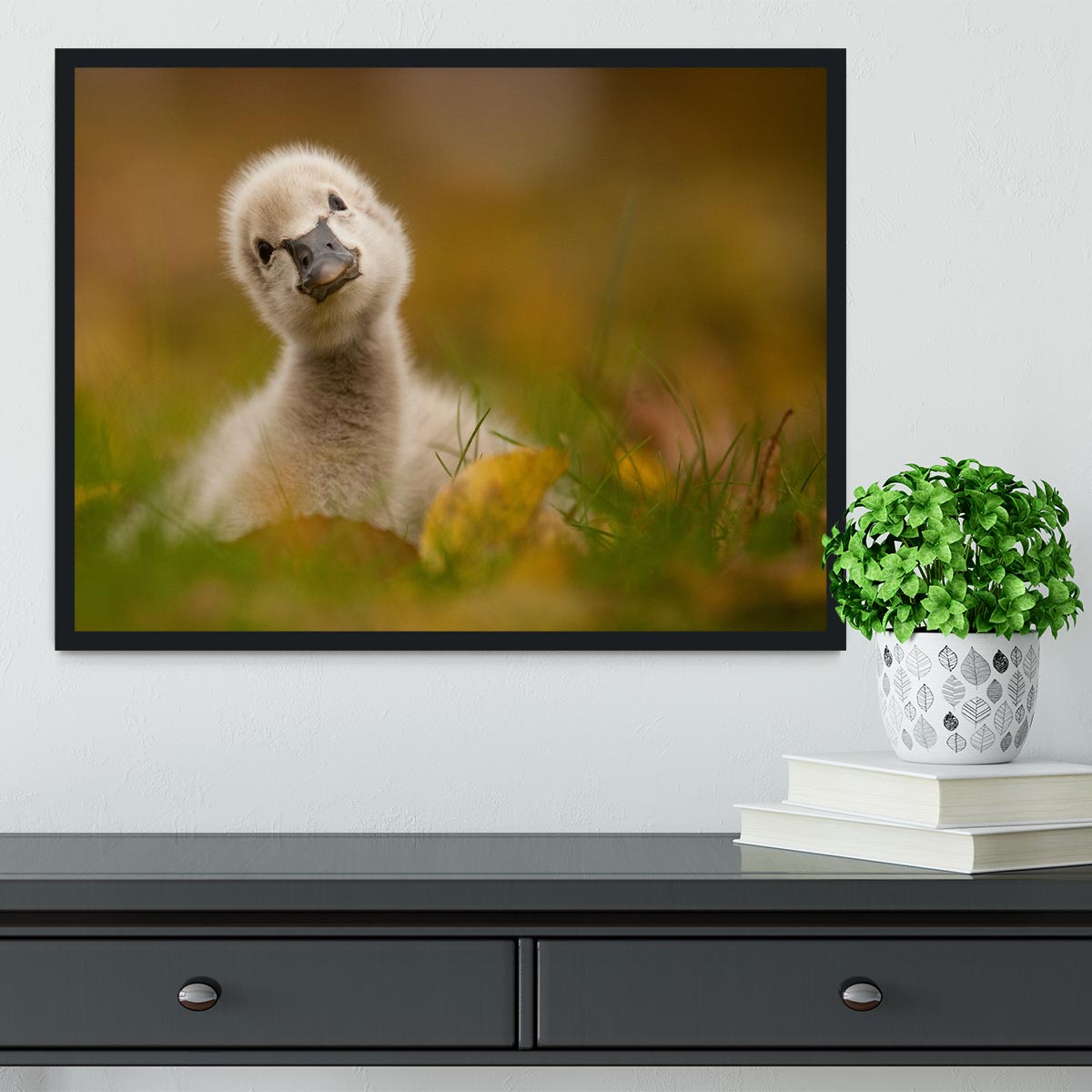 Black Swan Baby Framed Print - 1x - 2