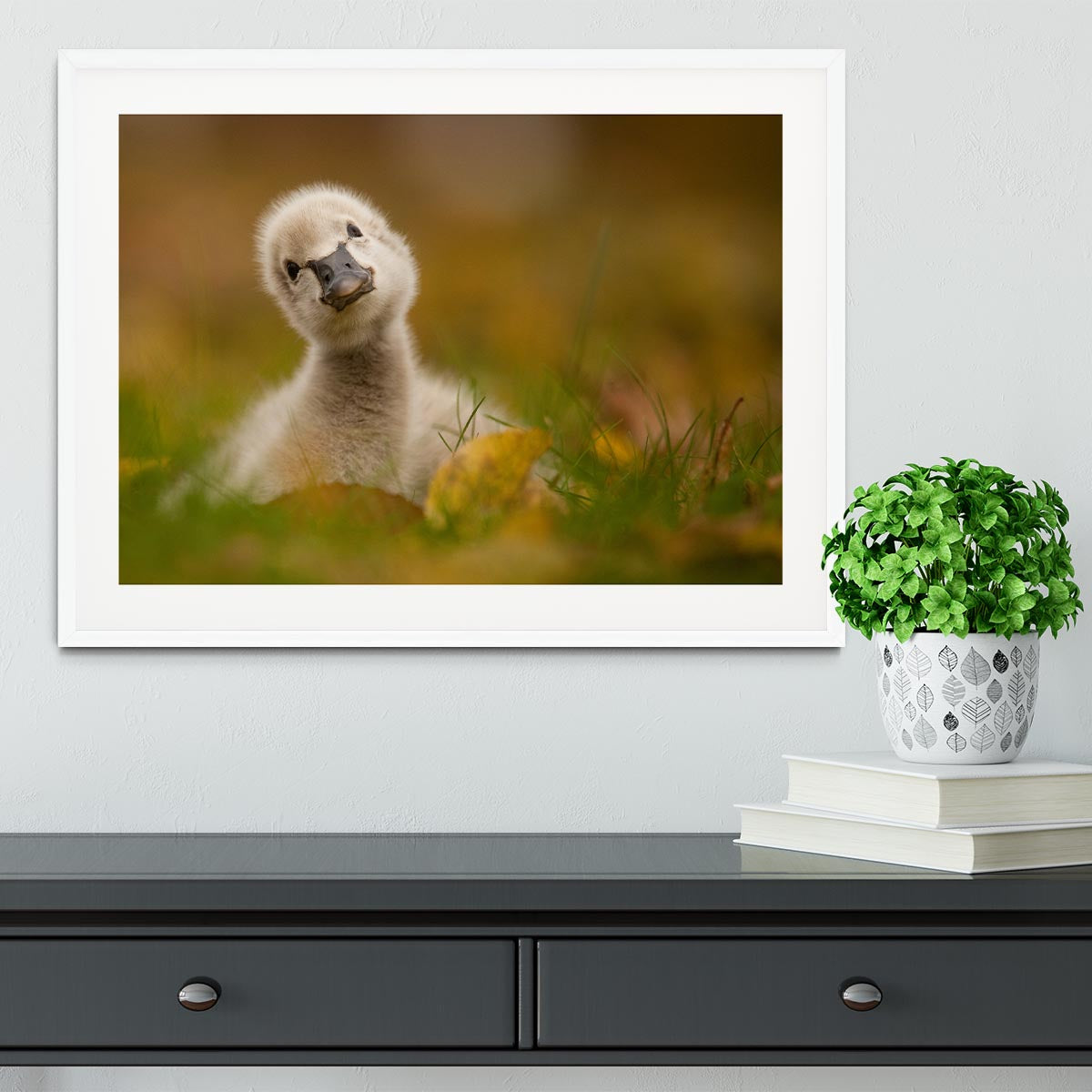 Black Swan Baby Framed Print - 1x - 5