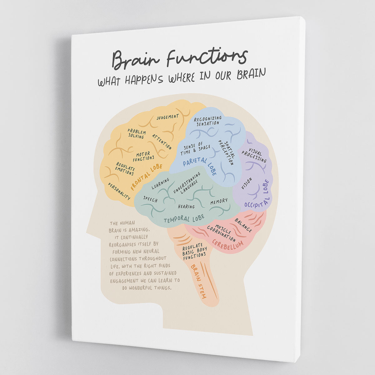 Brain Functions Canvas Print or Poster - Canvas Art Rocks - 1