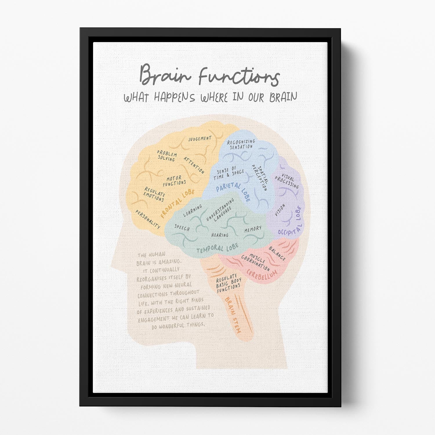 Brain Functions Floating Framed Canvas - Canvas Art Rocks - 2