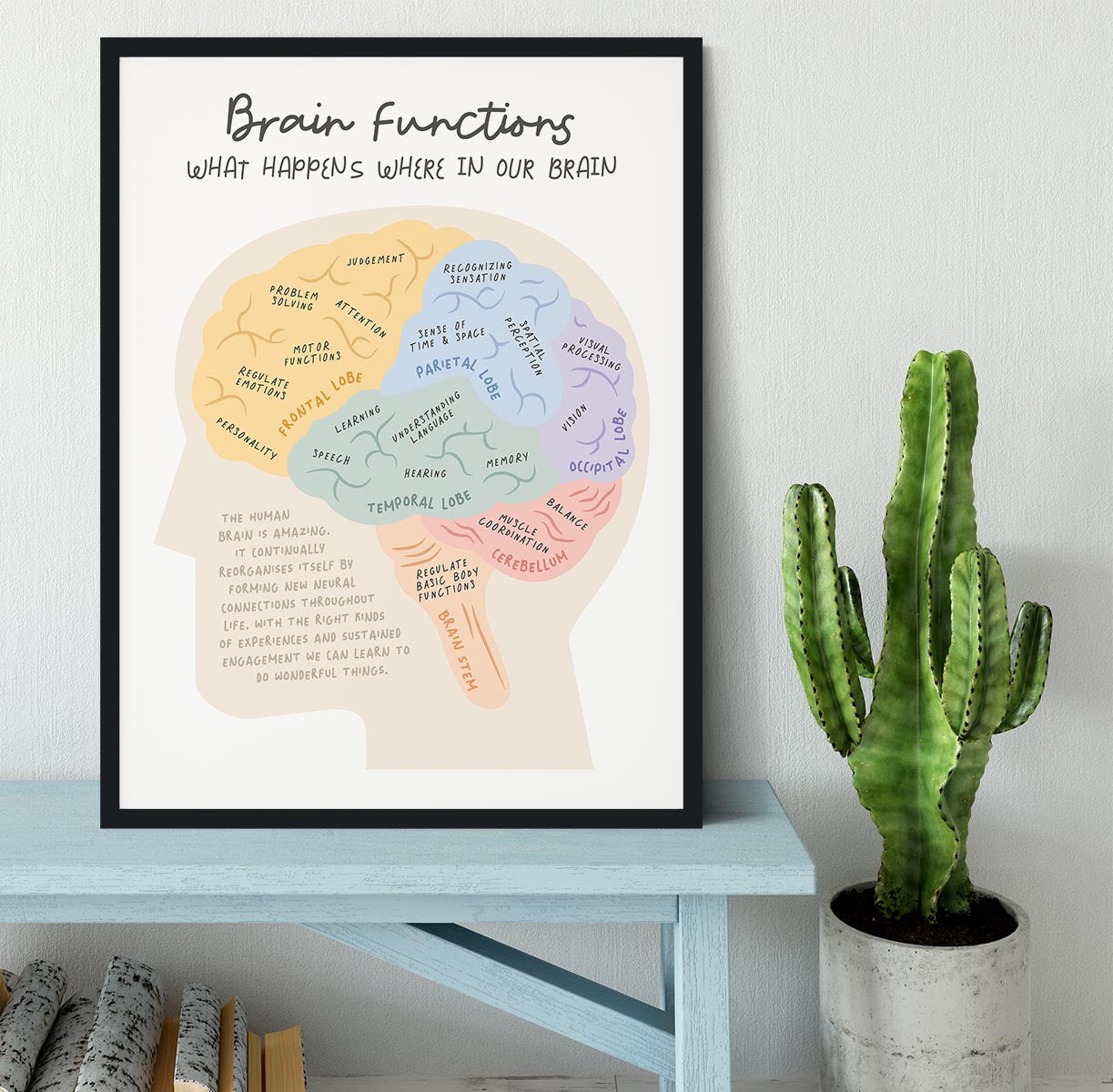 Brain Functions Framed Print - Canvas Art Rocks - 2