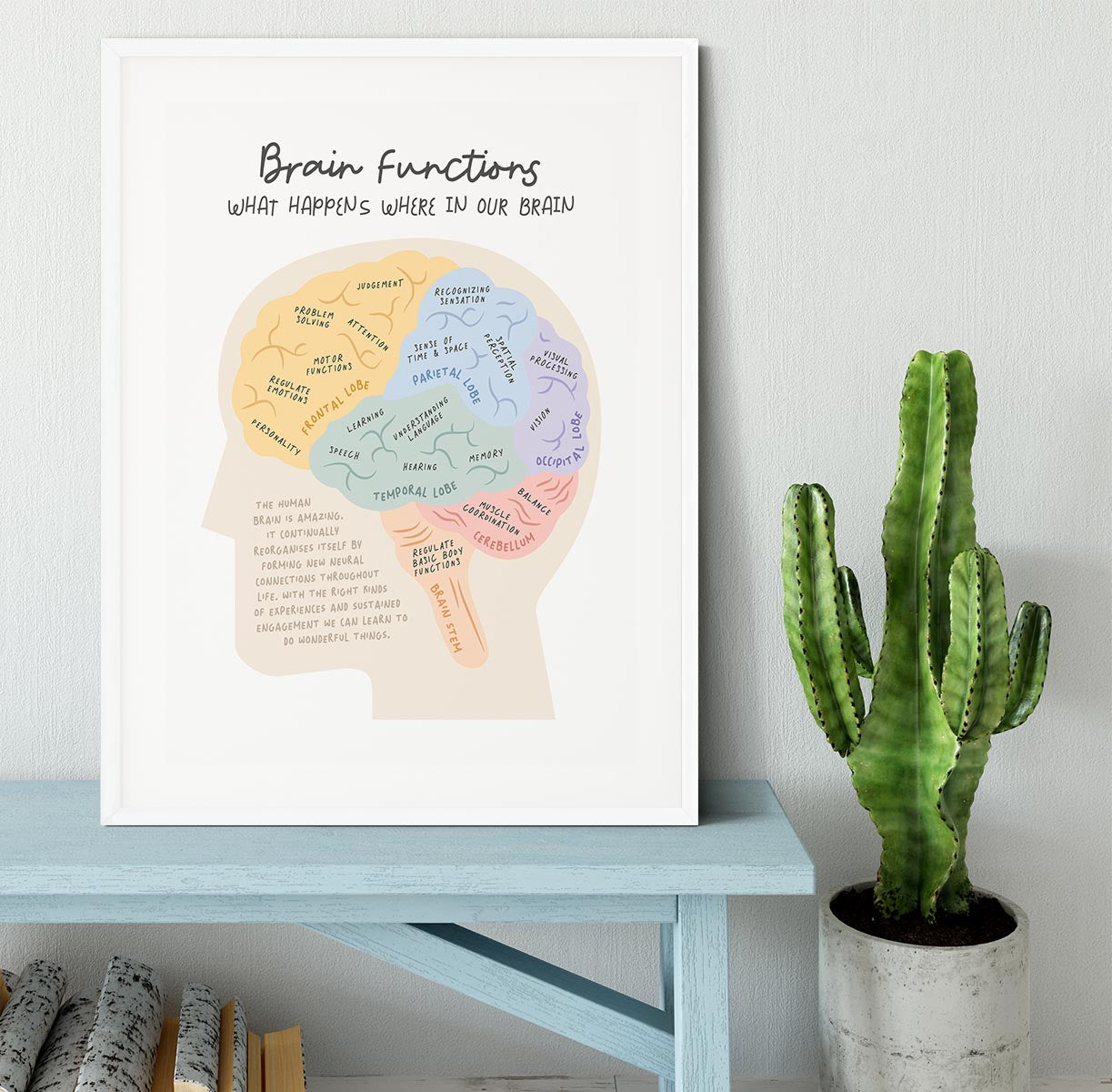 Brain Functions Framed Print - Canvas Art Rocks - 5