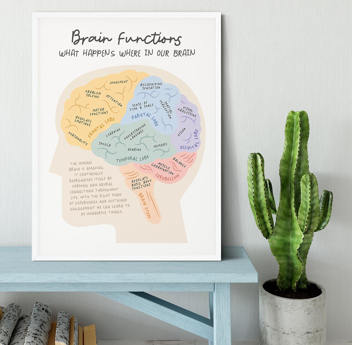 Brain Functions Framed Print - Canvas Art Rocks -6