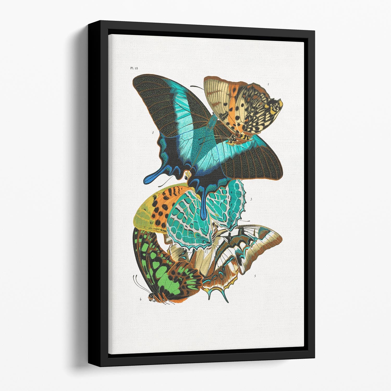 Butterflies Part 13 Floating Framed Canvas - Canvas Art Rocks - 1