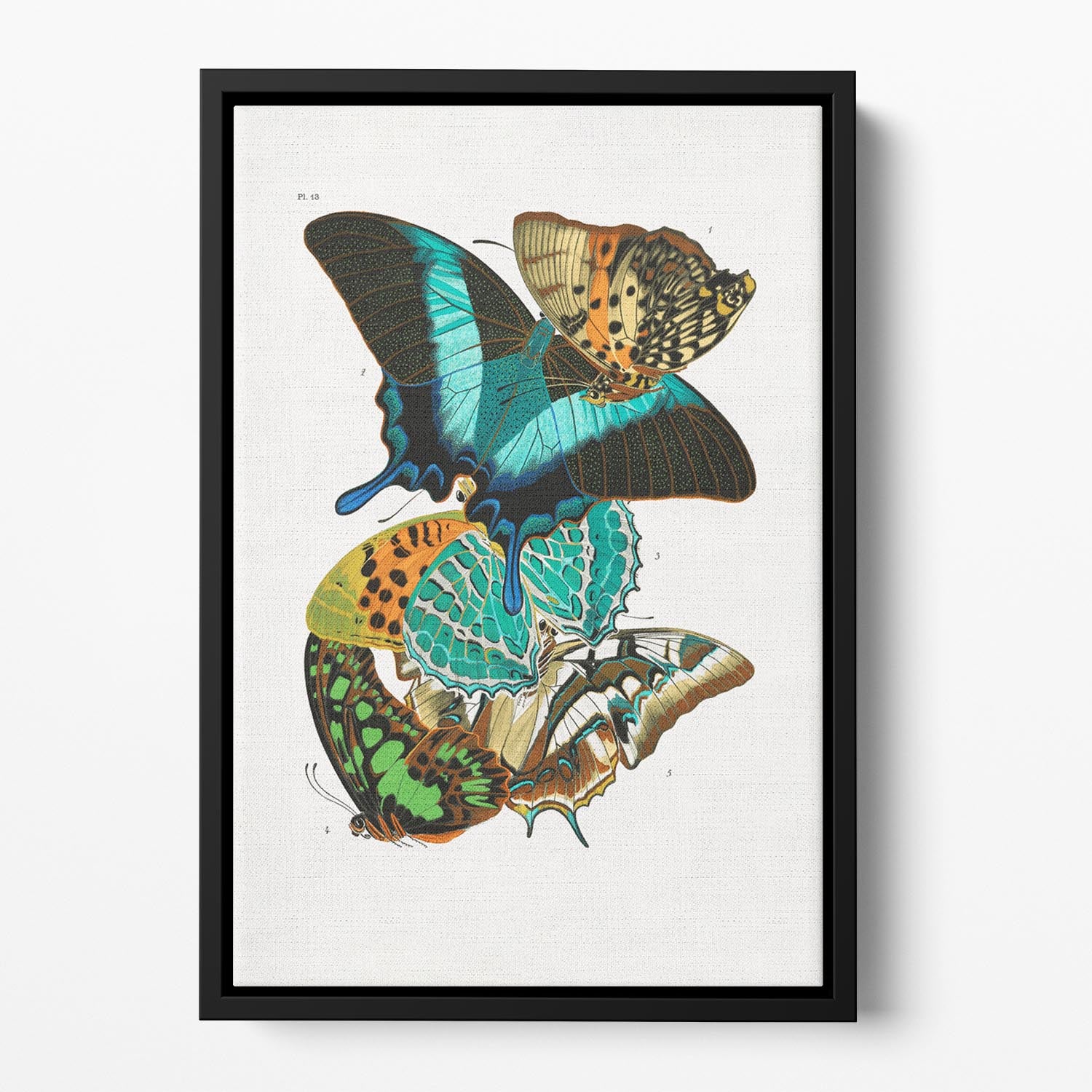 Butterflies Part 13 Floating Framed Canvas - Canvas Art Rocks - 2