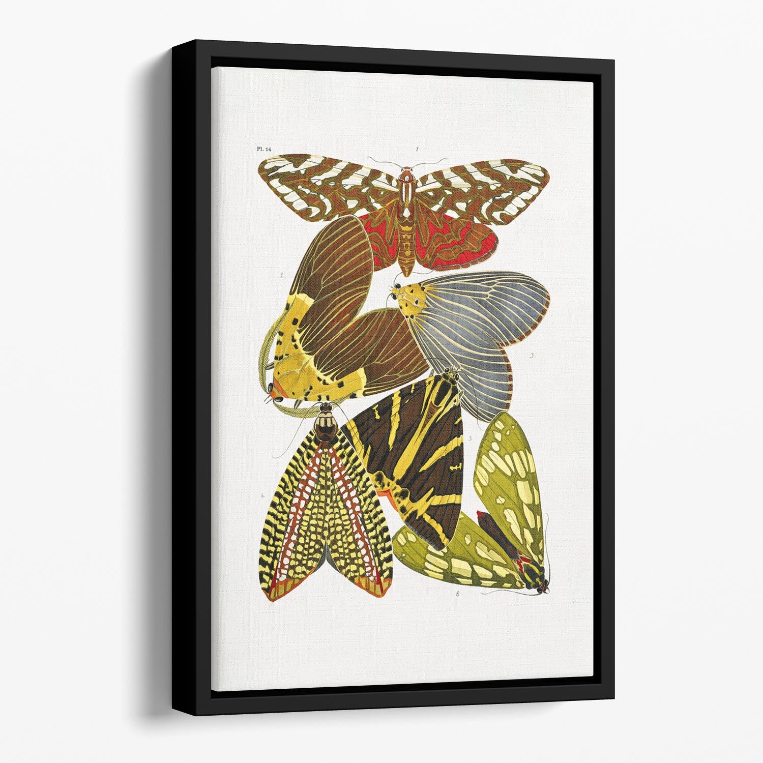 Butterflies Part 14 Floating Framed Canvas - Canvas Art Rocks - 1