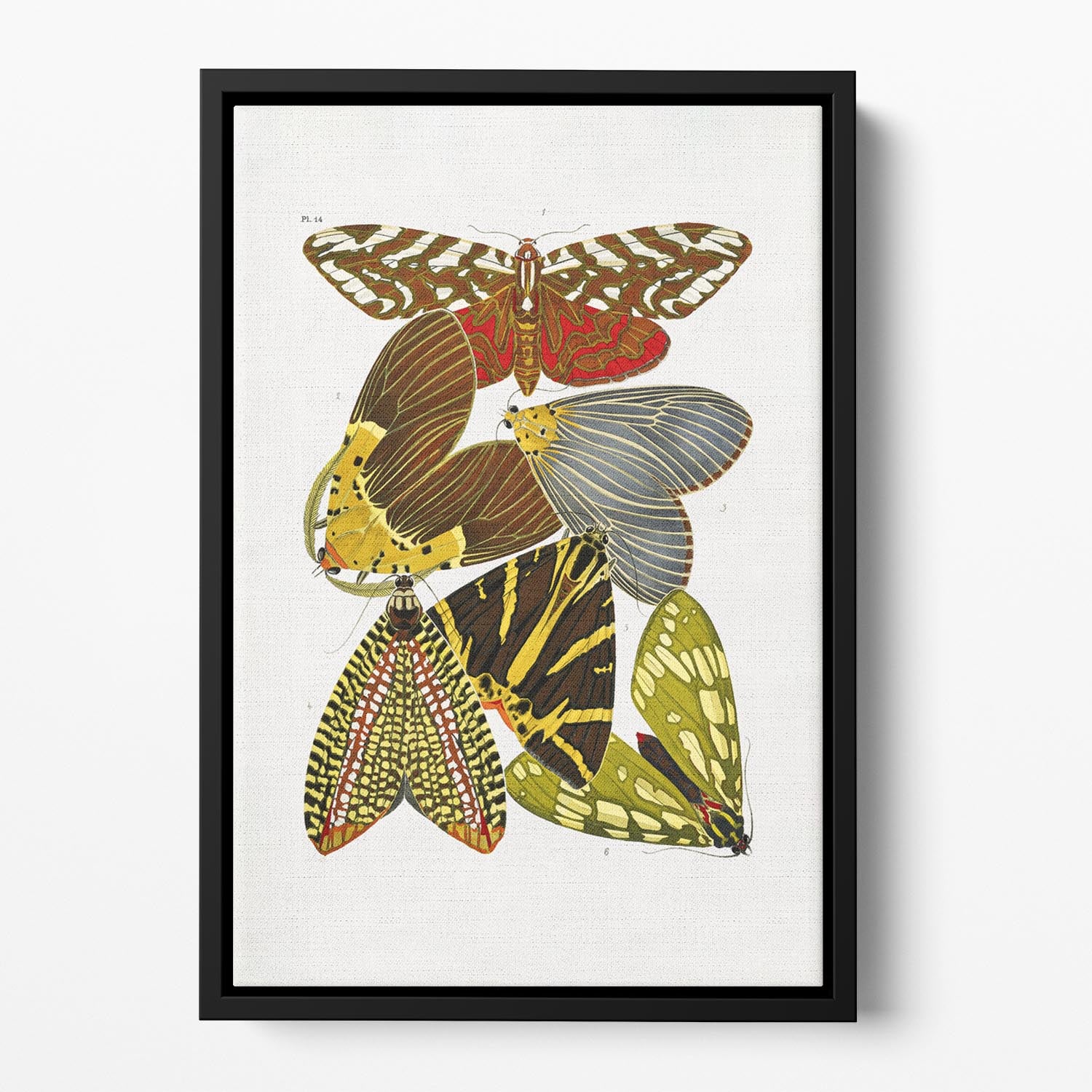 Butterflies Part 14 Floating Framed Canvas - Canvas Art Rocks - 2