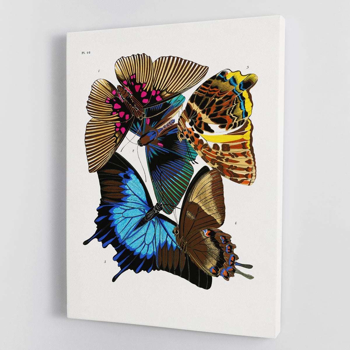 Butterflies Part 16 Canvas Print or Poster - Canvas Art Rocks - 1