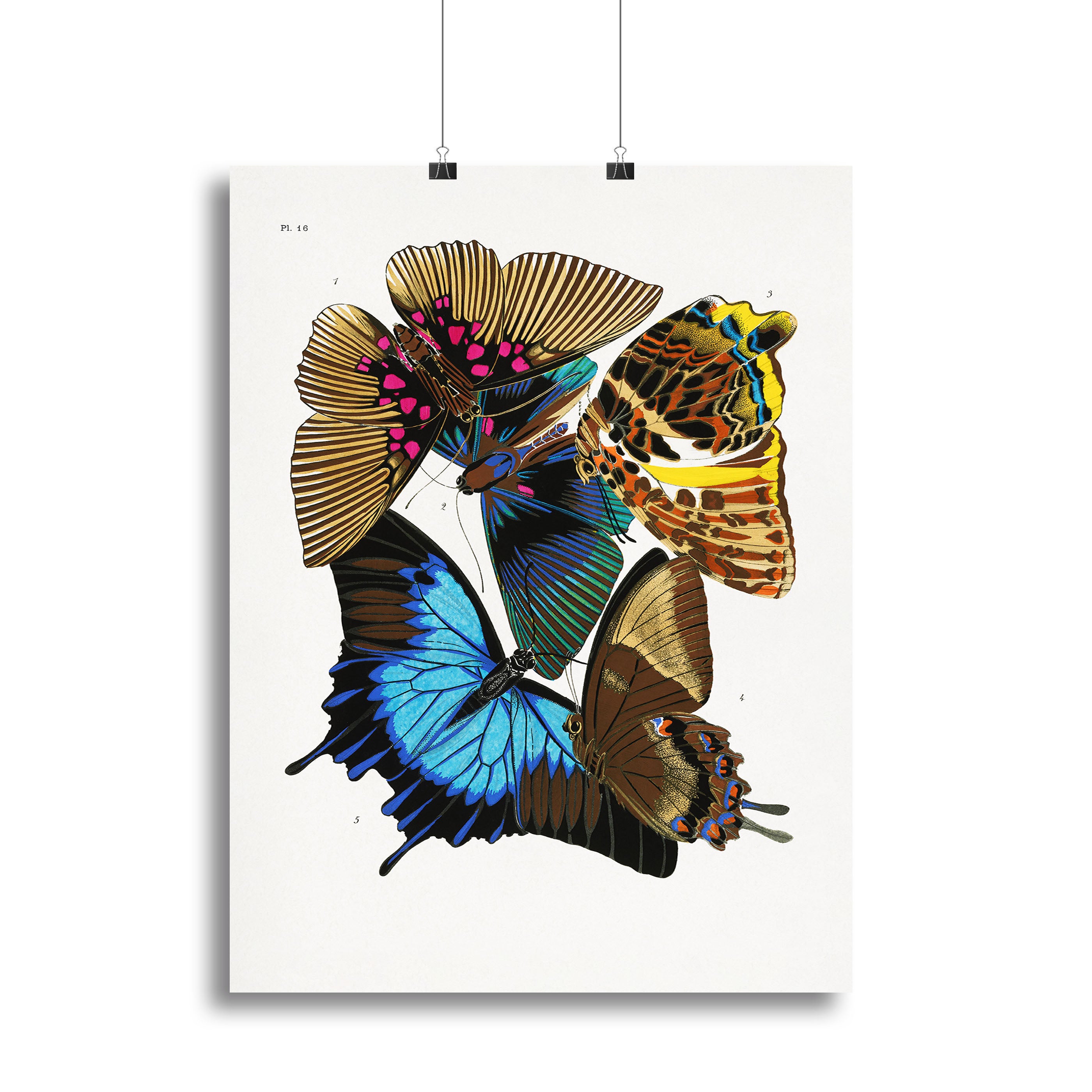 Butterflies Part 16 Canvas Print or Poster - Canvas Art Rocks - 2