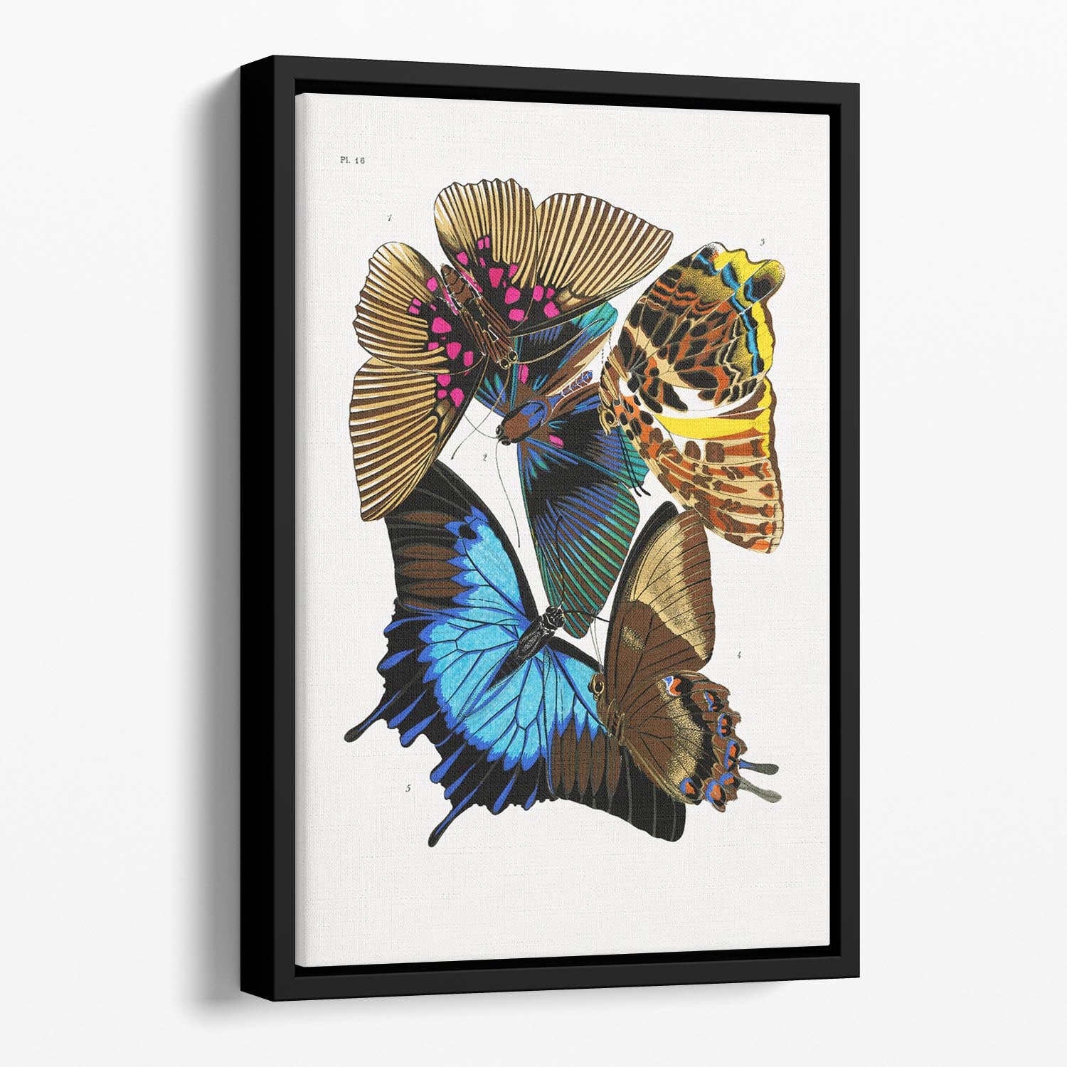 Butterflies Part 16 Floating Framed Canvas - Canvas Art Rocks - 1