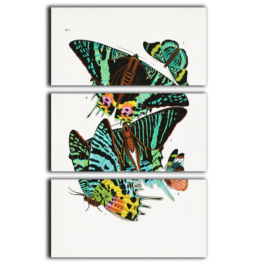 Butterflies Part 7 3 Split Panel Canvas Print - Canvas Art Rocks - 1