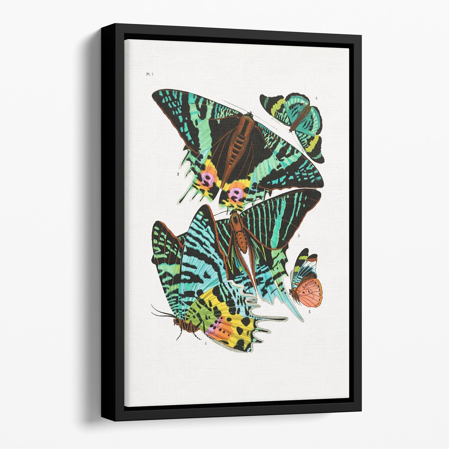 Butterflies Part 7 Floating Framed Canvas - Canvas Art Rocks - 1