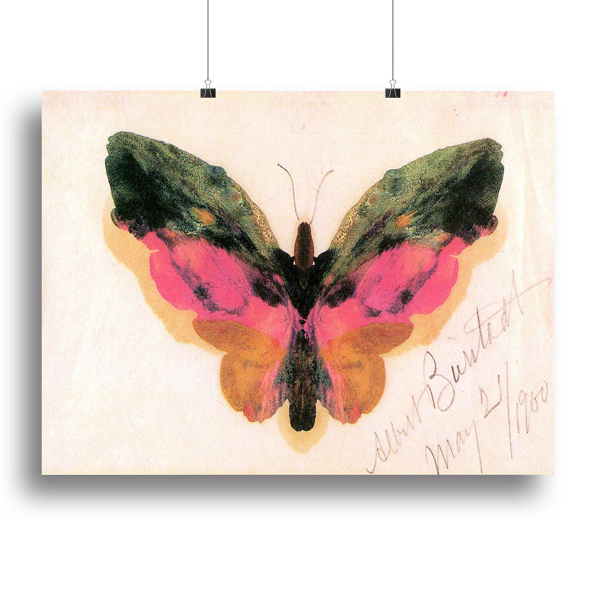 Butterfly by Bierstadt Poster - Unframed