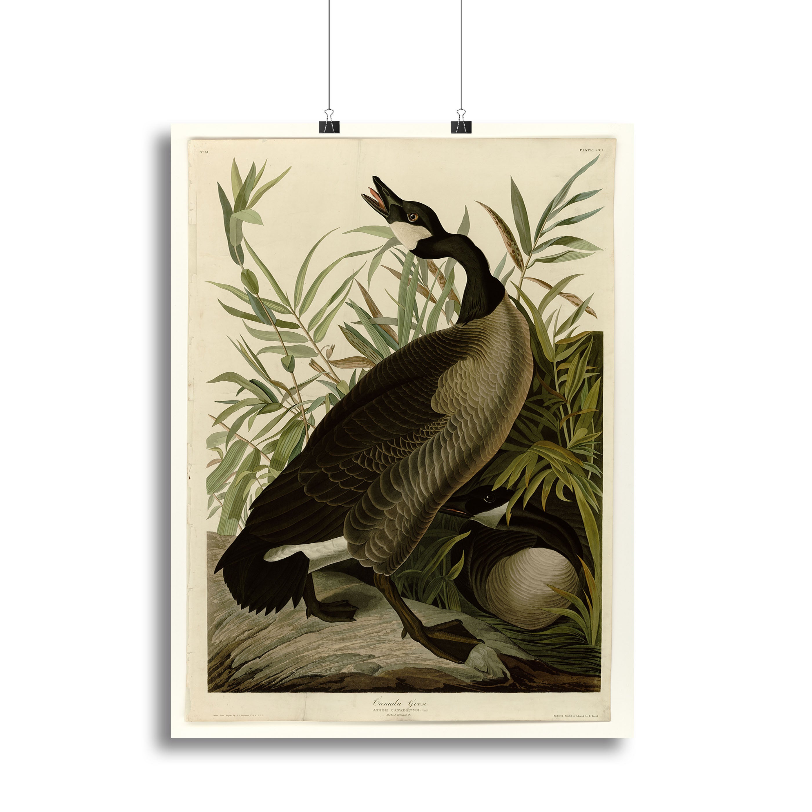Canada Goose by Audubon Poster - Unframed