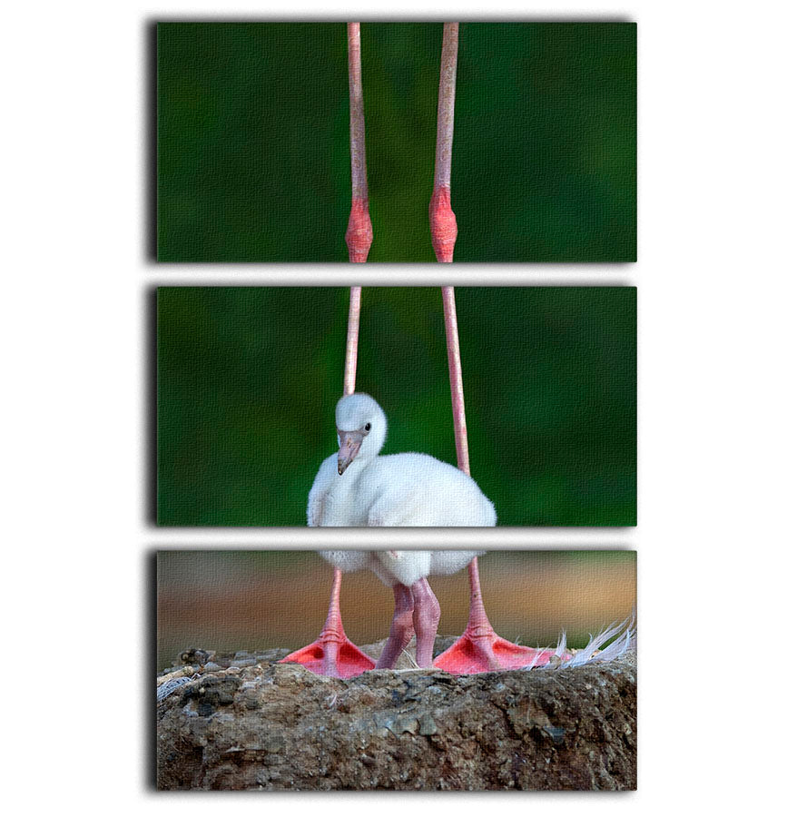 Caribbean flamingo chick 3 Split Panel Canvas Print - 1x - 1