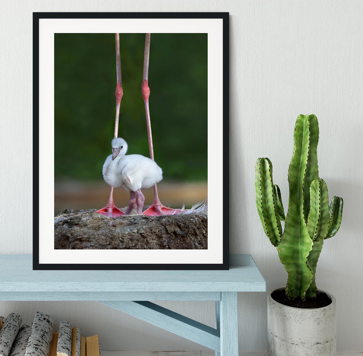 Caribbean flamingo chick Framed Print - 1x - 1