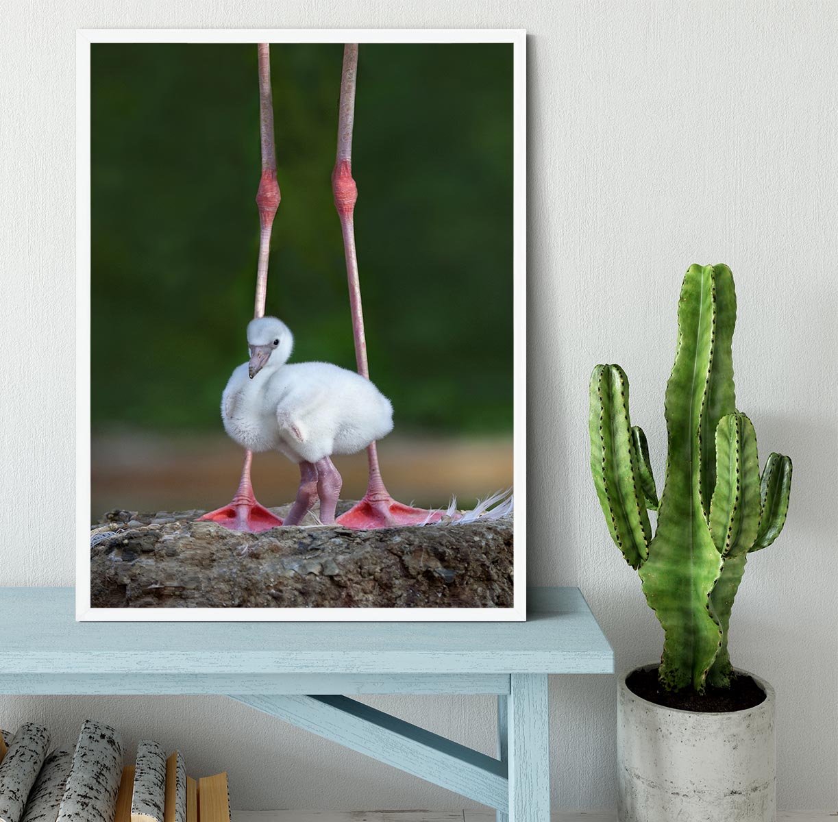 Caribbean flamingo chick Framed Print - 1x -6