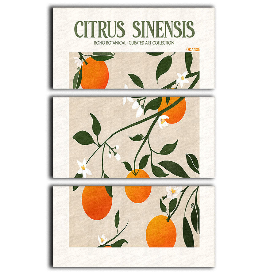 Citrus Sinensis 3 Split Panel Canvas Print - Canvas Art Rocks - 1