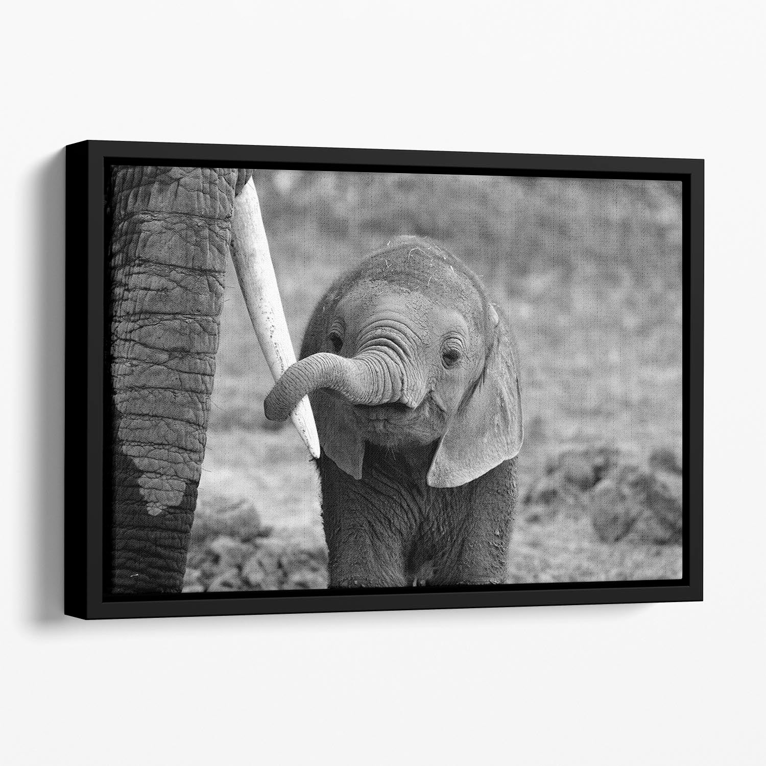 Close Floating Framed Canvas - 1x - 1