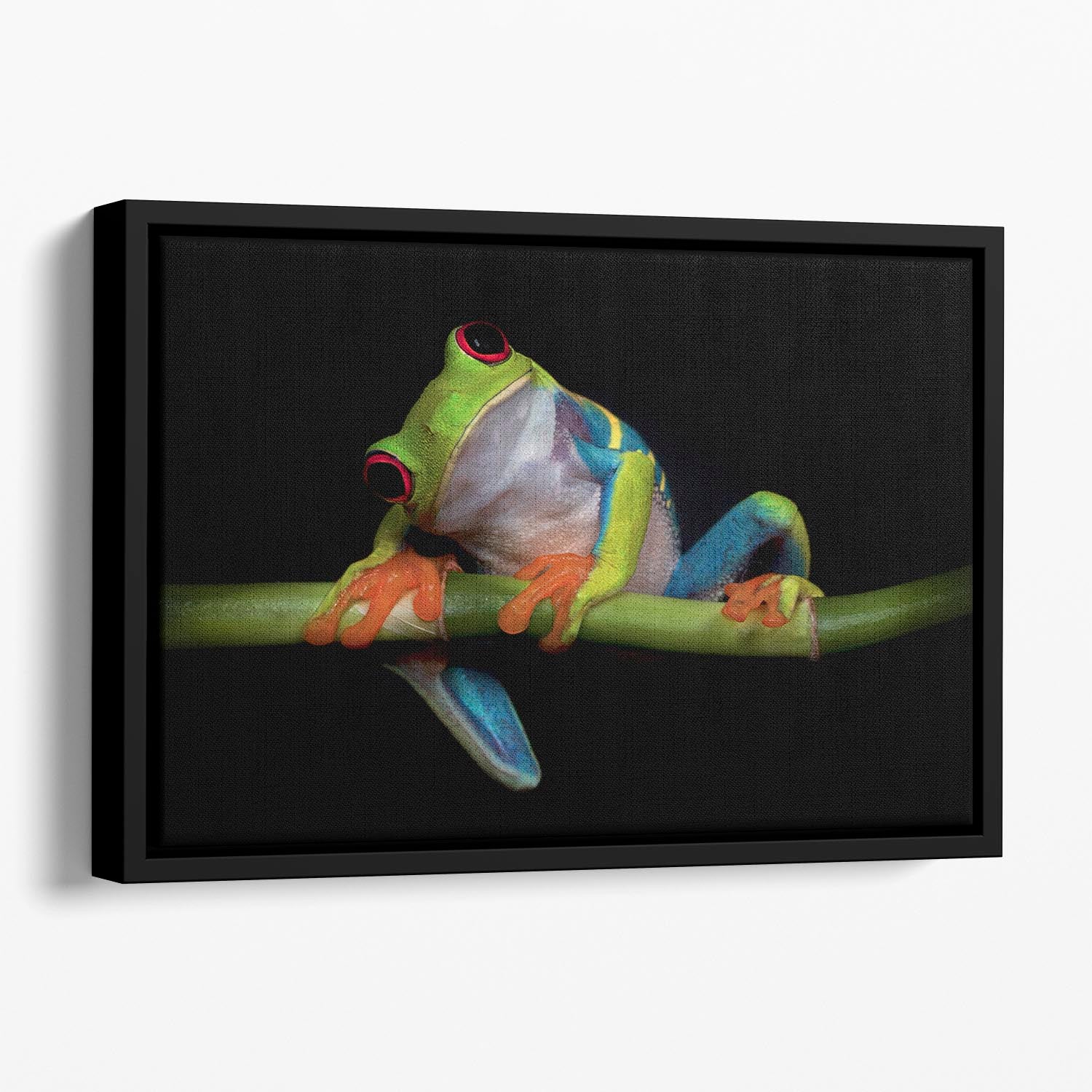 Curiosity Floating Framed Canvas - 1x - 1