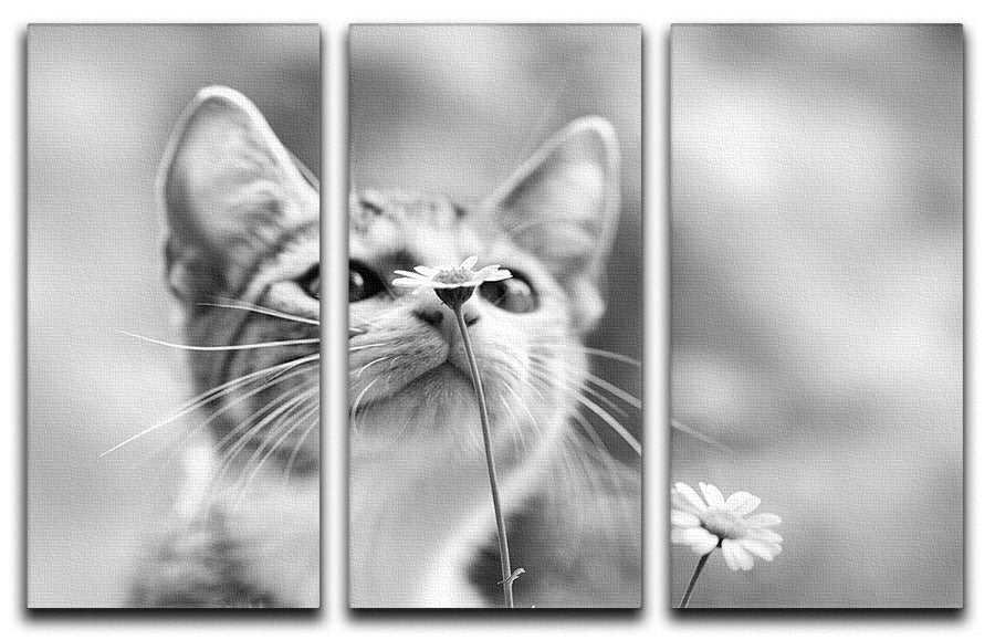 Curious 3 Split Panel Canvas Print - 1x - 1